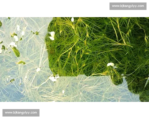 探索自然界的奥秘:从生态平衡到物种多样性的人类责任与未来挑战 探索自然界的奥秘:从生态平衡到物种多样性的人类责任与未来挑战