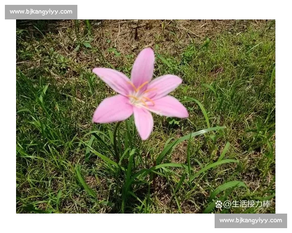 杨妞花：一朵绽放在深山的珍贵之花
